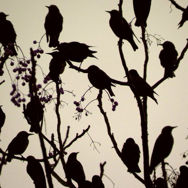 IMG_20161210_212653_11zon